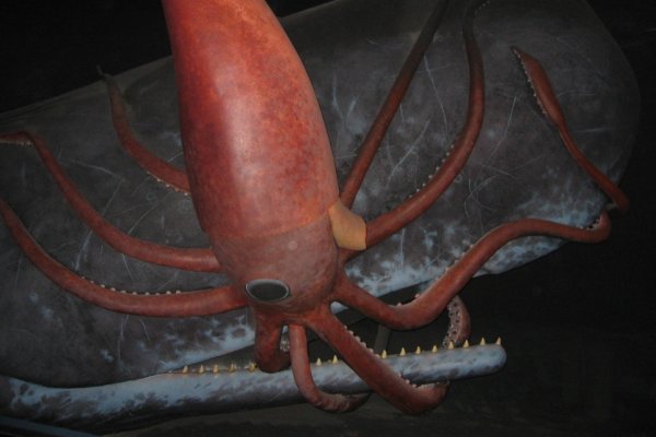 Kraken 15 at