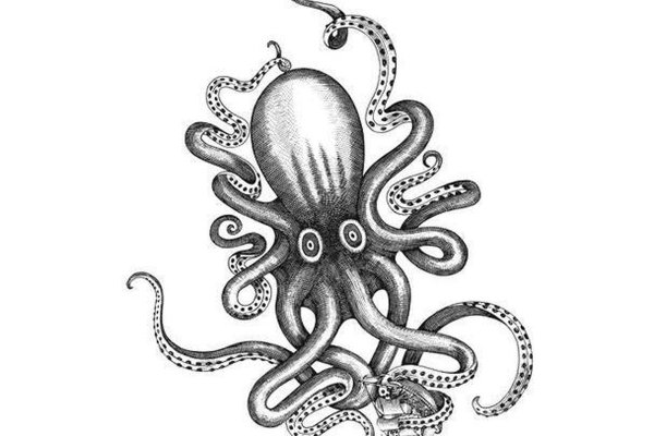 Kraken dark net